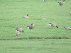 Anser albifrons flavirostris