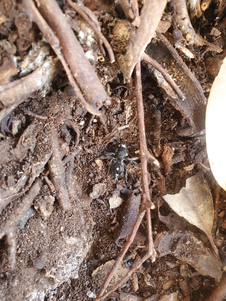 Bothriomutilla rugicollis from Seaford Meadows SA 5169, Australia on ...