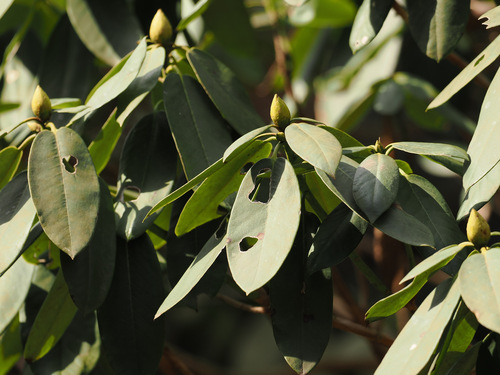 Rhododendron fortunei, 2024-03-13