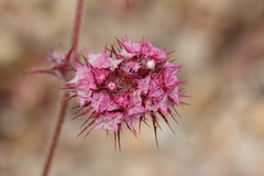 Chorizanthe douglasii