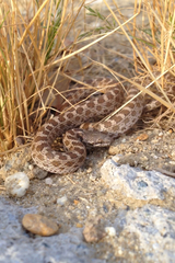Hypsiglena ochrorhynchus klauberi