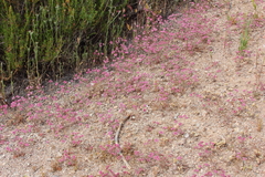 Chorizanthe douglasii