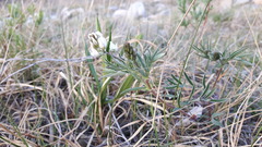 Astragalus australis
