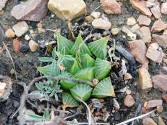 Haworthia mirabilis