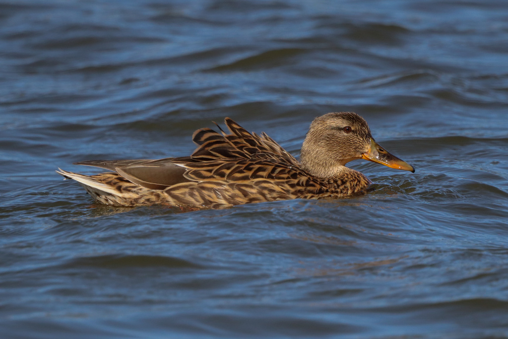Mallard from Holmes Lake, Lincoln, NE, US on March 19, 2024 at 0410 PM