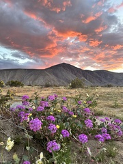 Desert Sand Verbena (Abronia villosa)