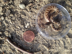Hypsiglena ochrorhynchus klauberi