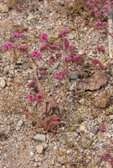 Chorizanthe douglasii