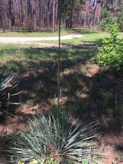 Yucca louisianensis