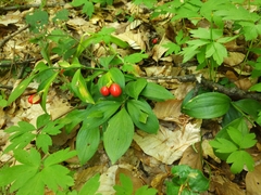 Ruscus hypoglossum