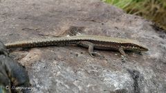Iberolacerta monticola