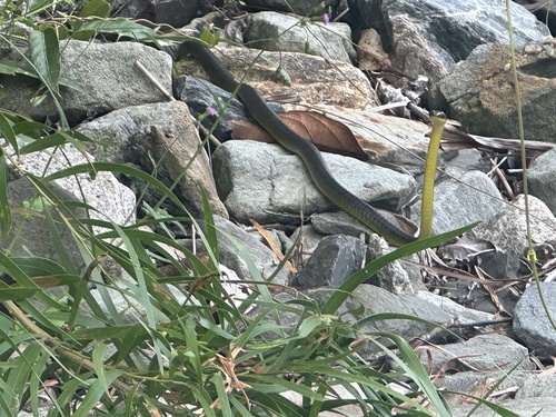 Common Tree Snake sighting