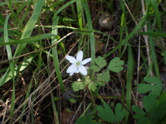 Western False Rue Anemone (Enemion occidentale)