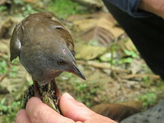 Colombian Crake photo 2