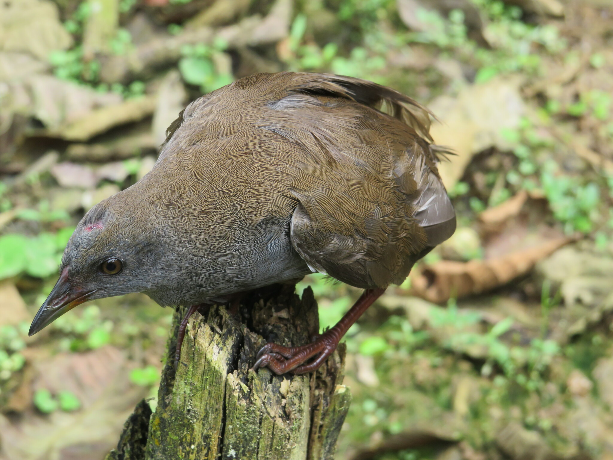 Colombian Crake illustration