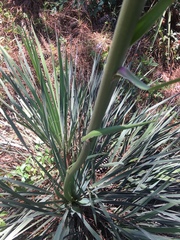 Yucca louisianensis