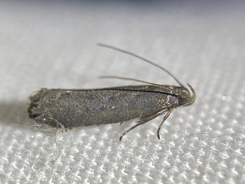 Untomia albistrigella