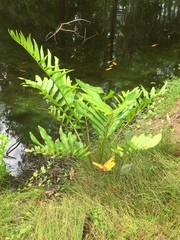 Acrostichum danaeifolium