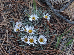 Townsendia grandiflora