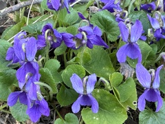 Viola odorata