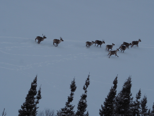 Woodland Caribou