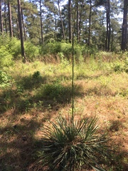 Yucca louisianensis