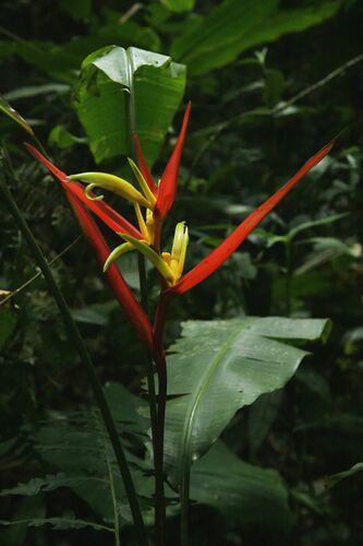 Heliconia montana, photograph 2