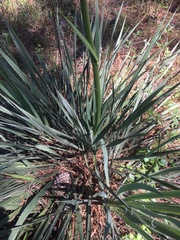 Yucca louisianensis