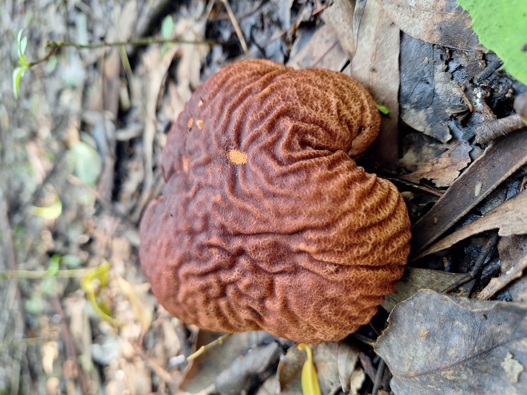 Calvatia craniiformis · March 2024 · photo: © rocio_pose (iNaturalist, cc-by)