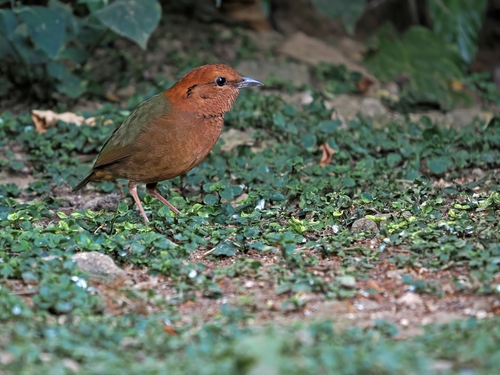 Rusty-naped Pitta (Hydrornis oatesi), photo 9