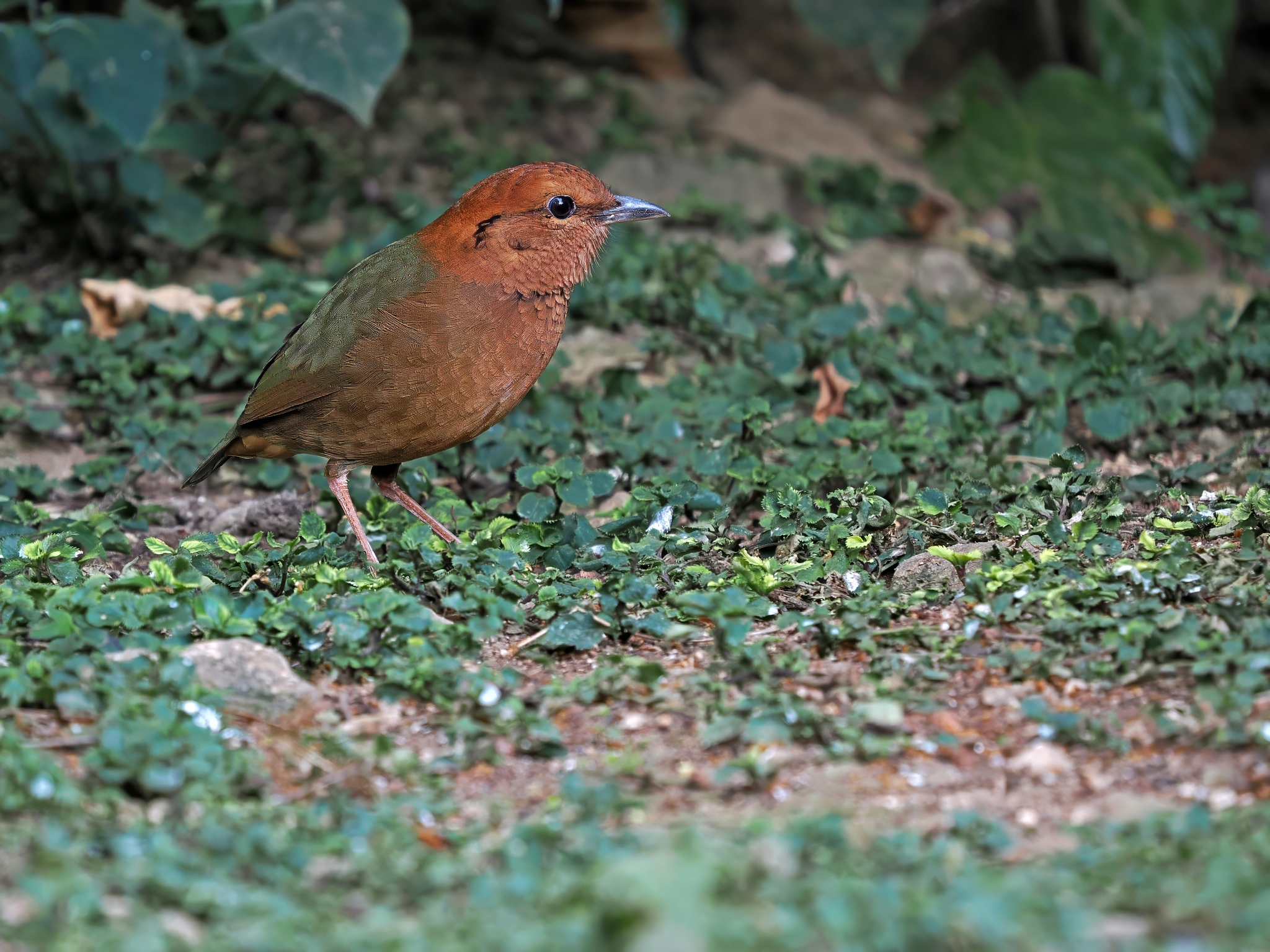Rusty-naped Pitta