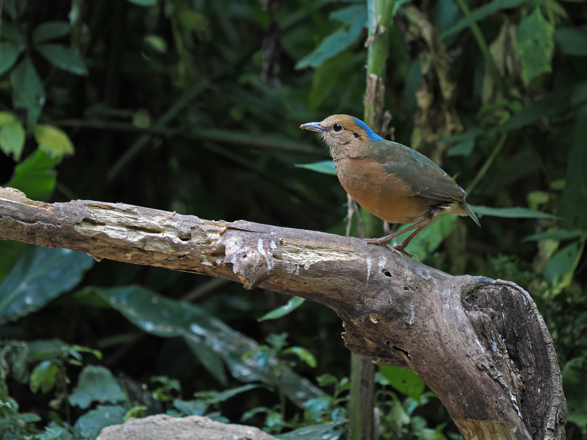 Blue-naped Pitta