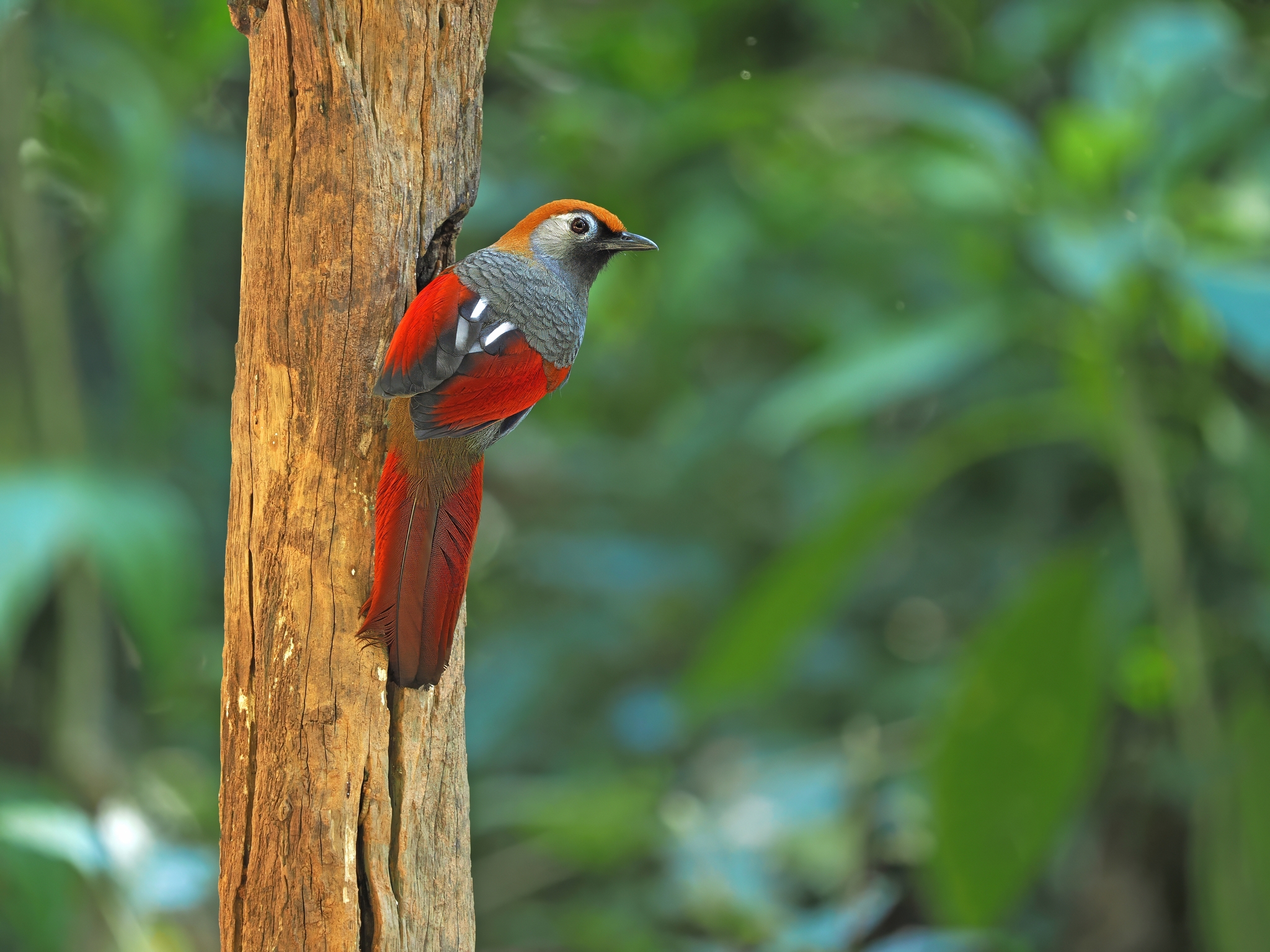Red-tailed Laughingthrush