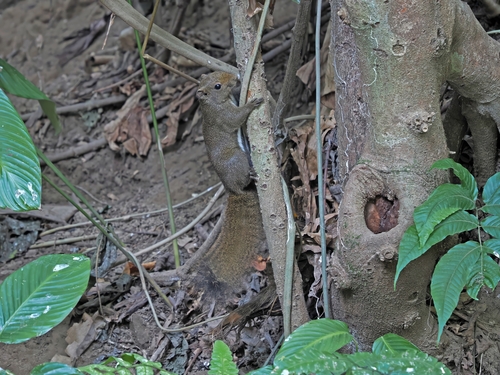 Anderson's Squirrel
