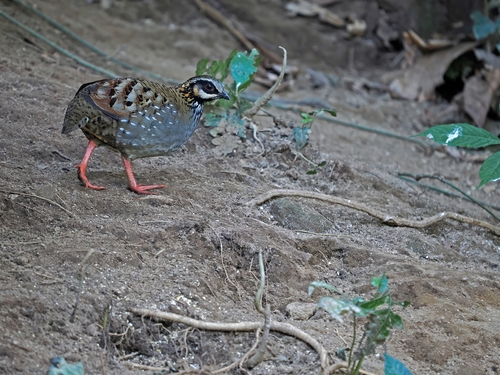 White-cheeked Partridge (Arborophila atrogularis)