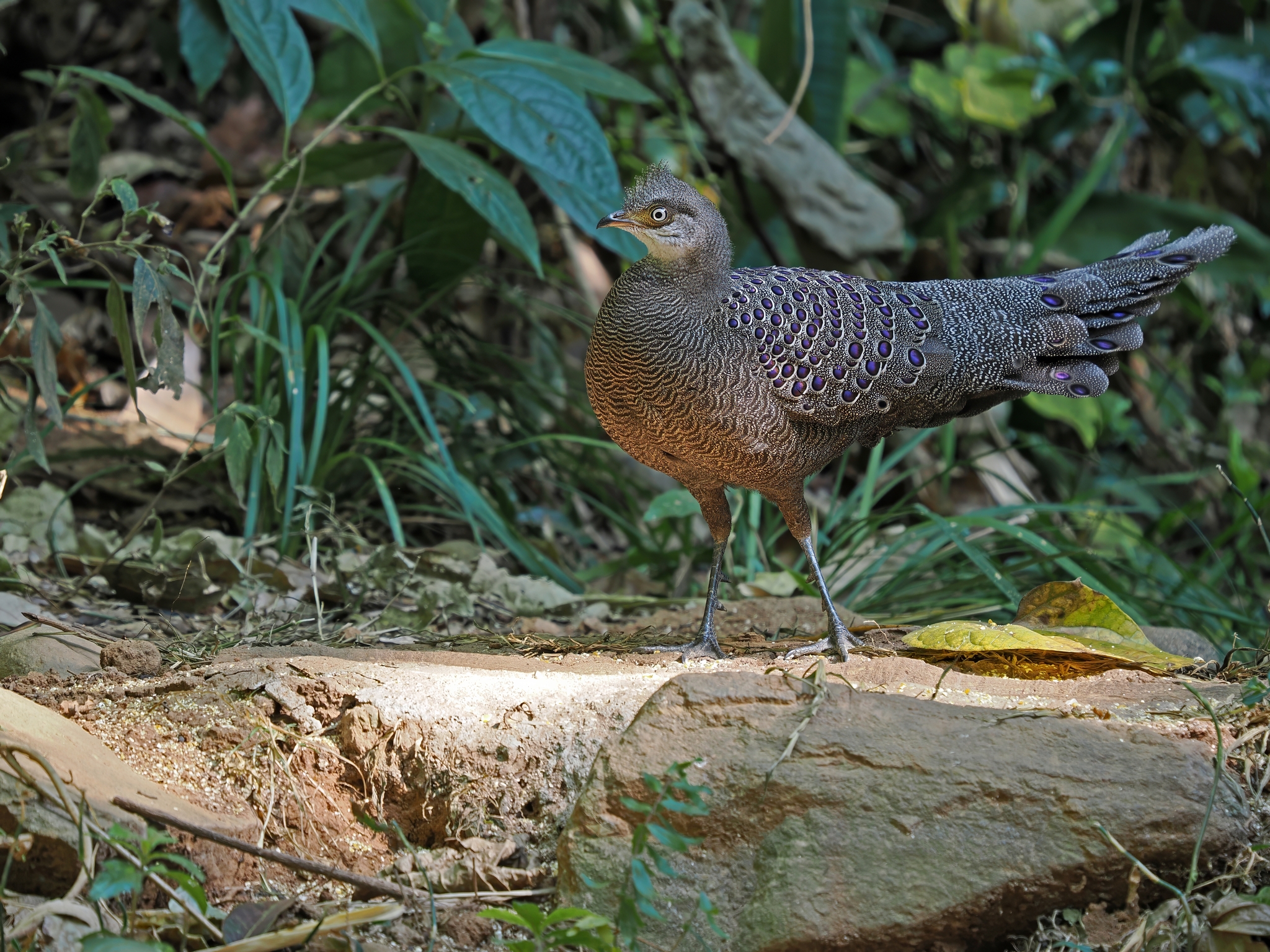 Grey Peacock-Pheasant