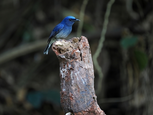 White-tailed Flycatcher (Leucoptilon concretum), photo 3