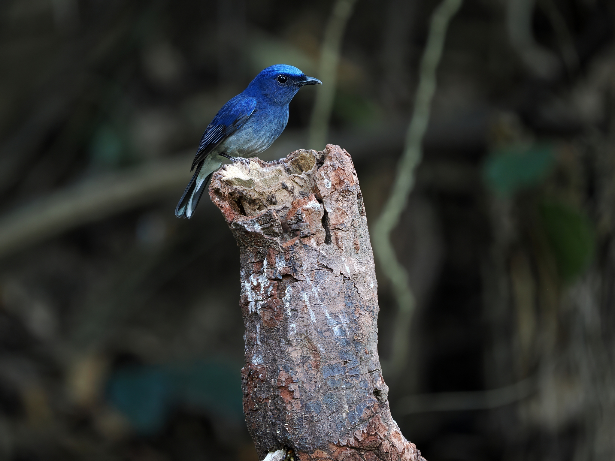 White-tailed Flycatcher