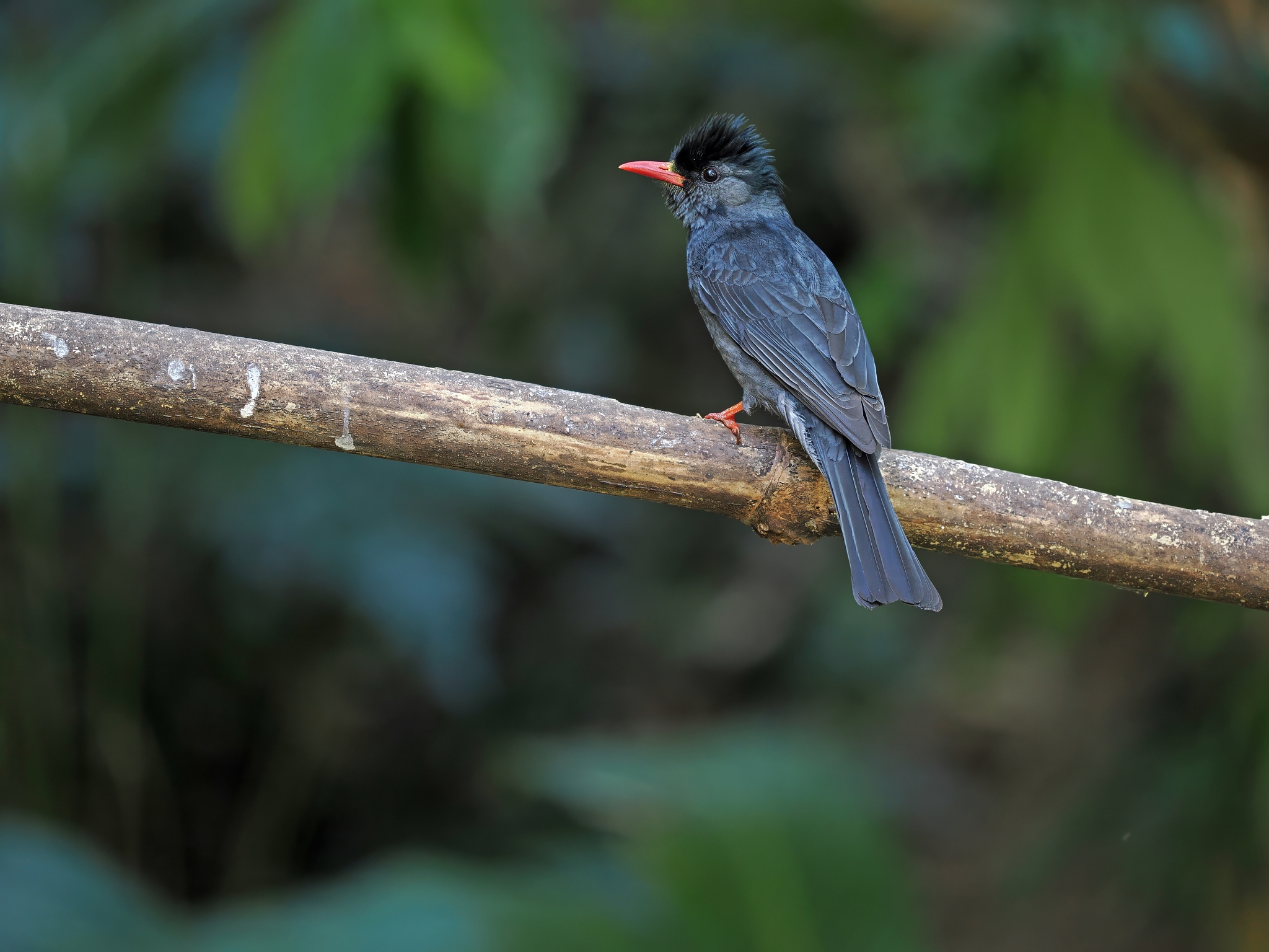Black Bulbul