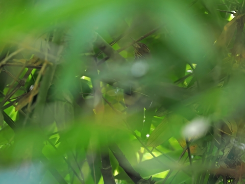 Spot-breasted Laughingthrush (Garrulax merulinus), photo 4