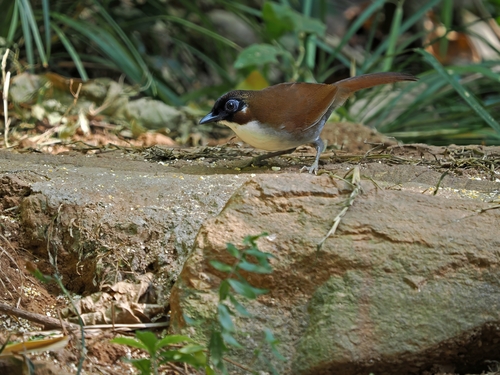 Grey-sided Laughingthrush (Pterorhinus caerulatus), photo 2