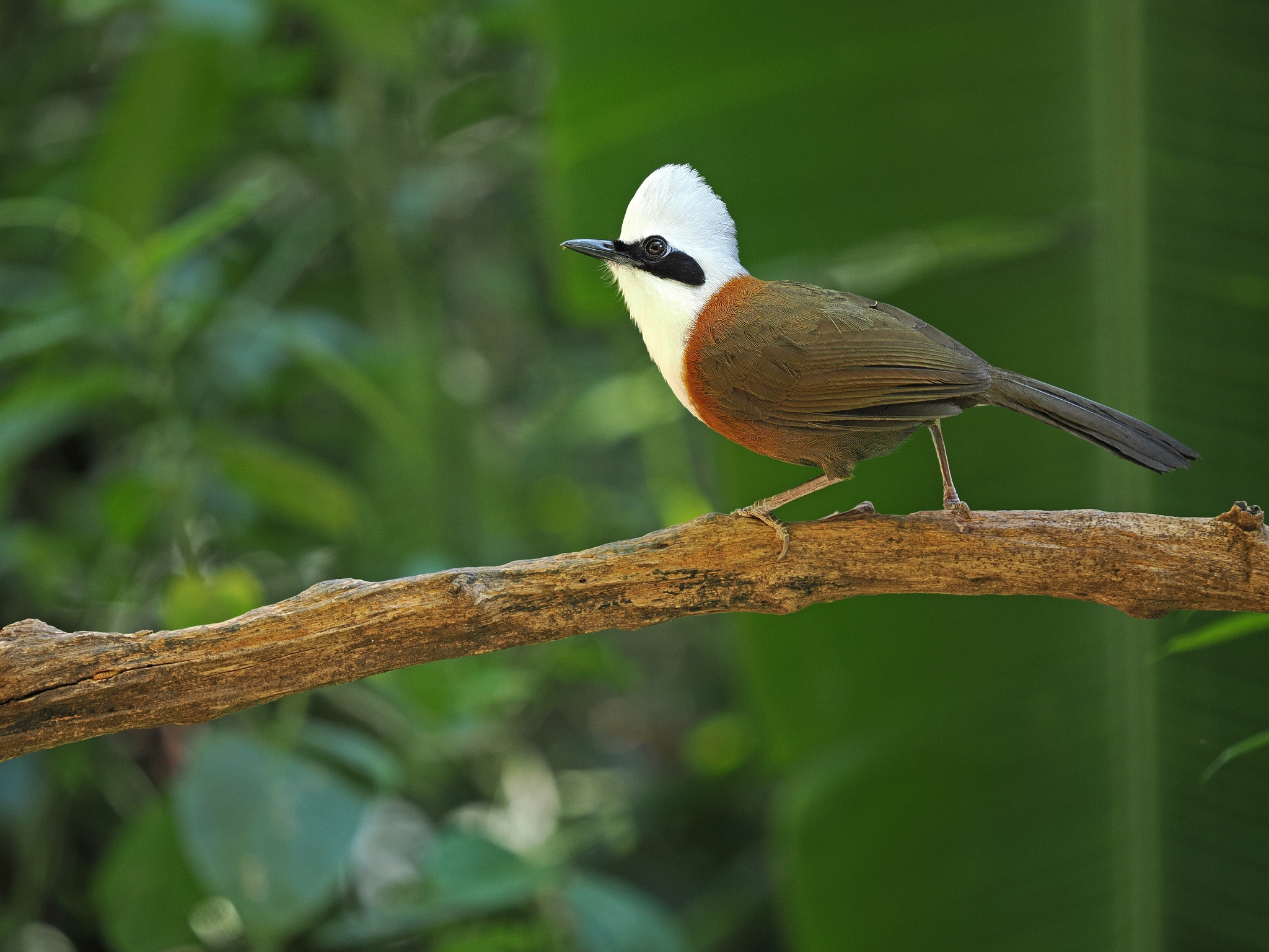 White-crested Laughingthrush