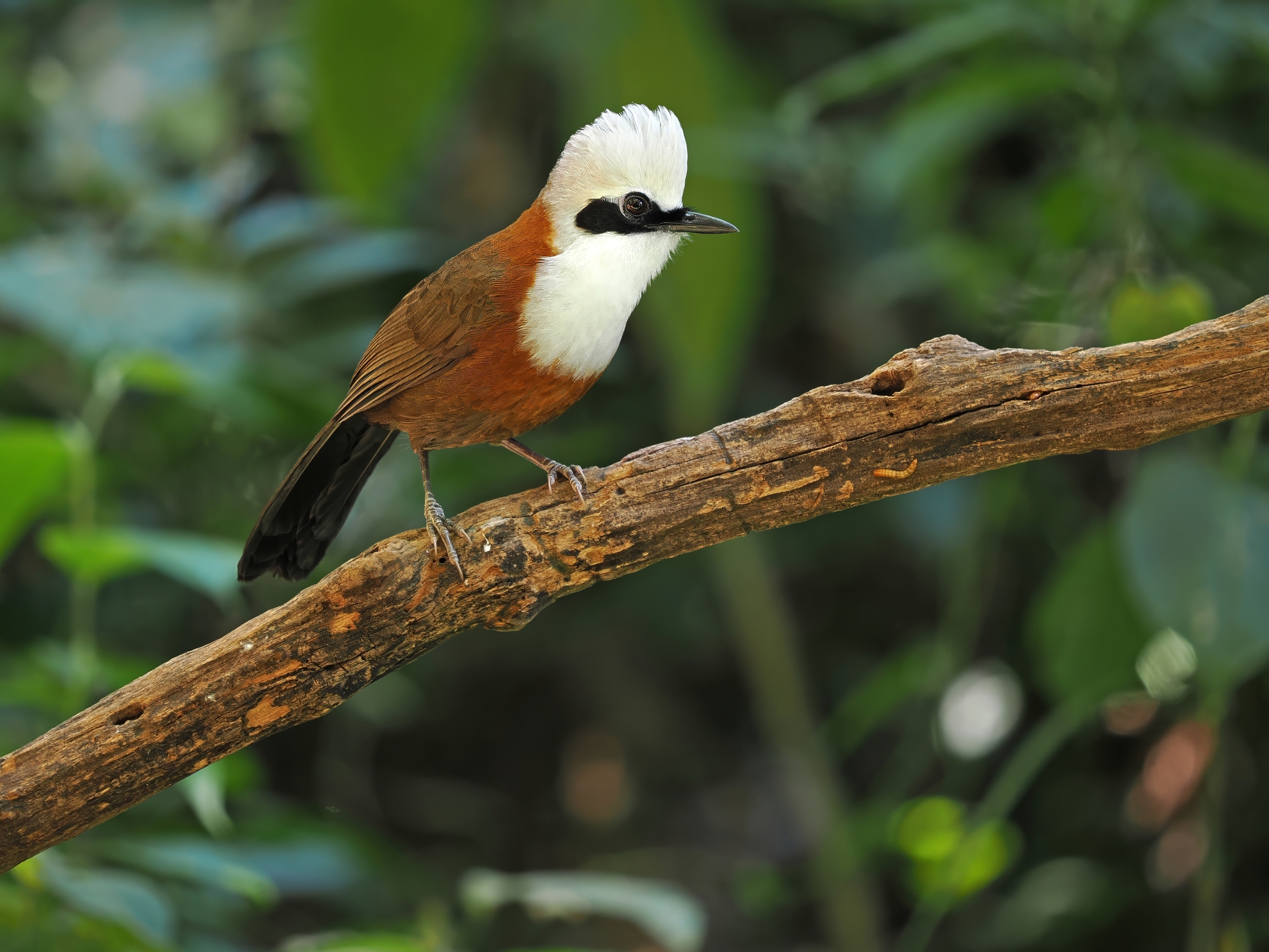 White-crested Laughingthrush