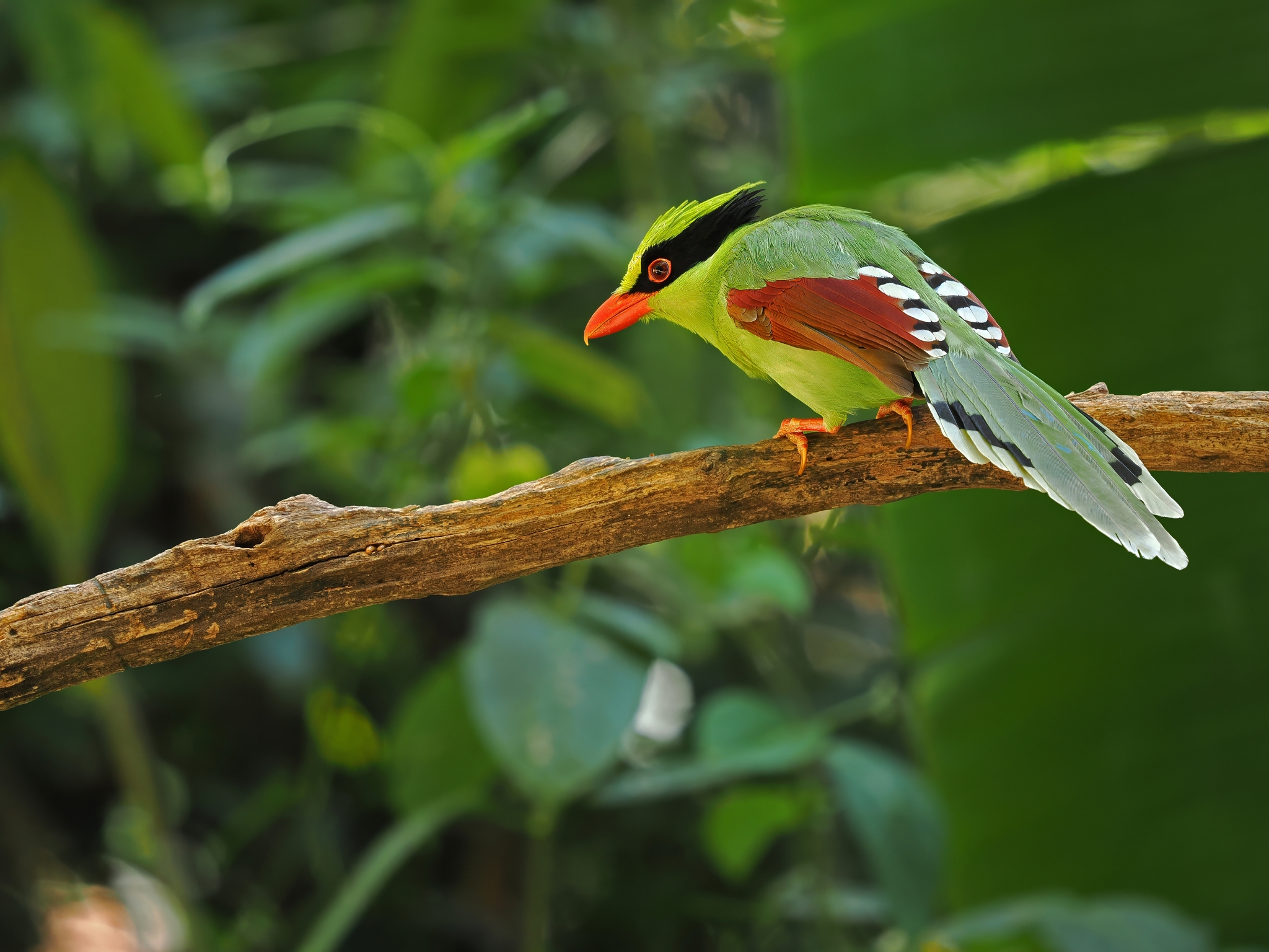 Common Green Magpie