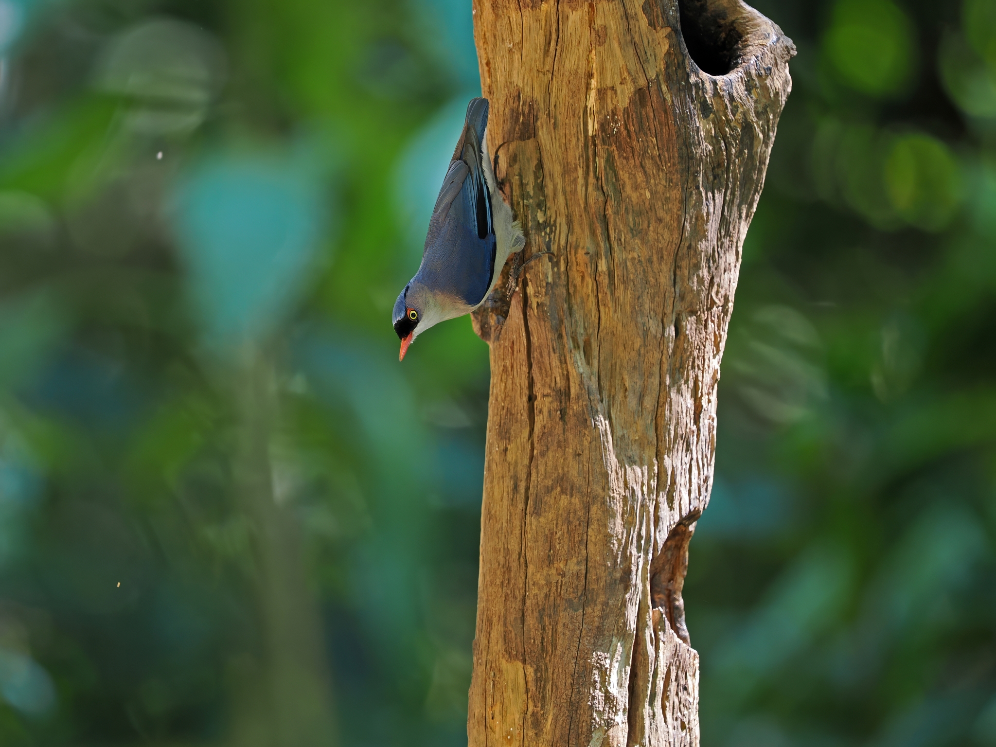 Velvet-fronted Nuthatch