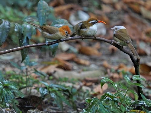 Rufous-headed Parrotbill (Paradoxornis bakeri), photo 3