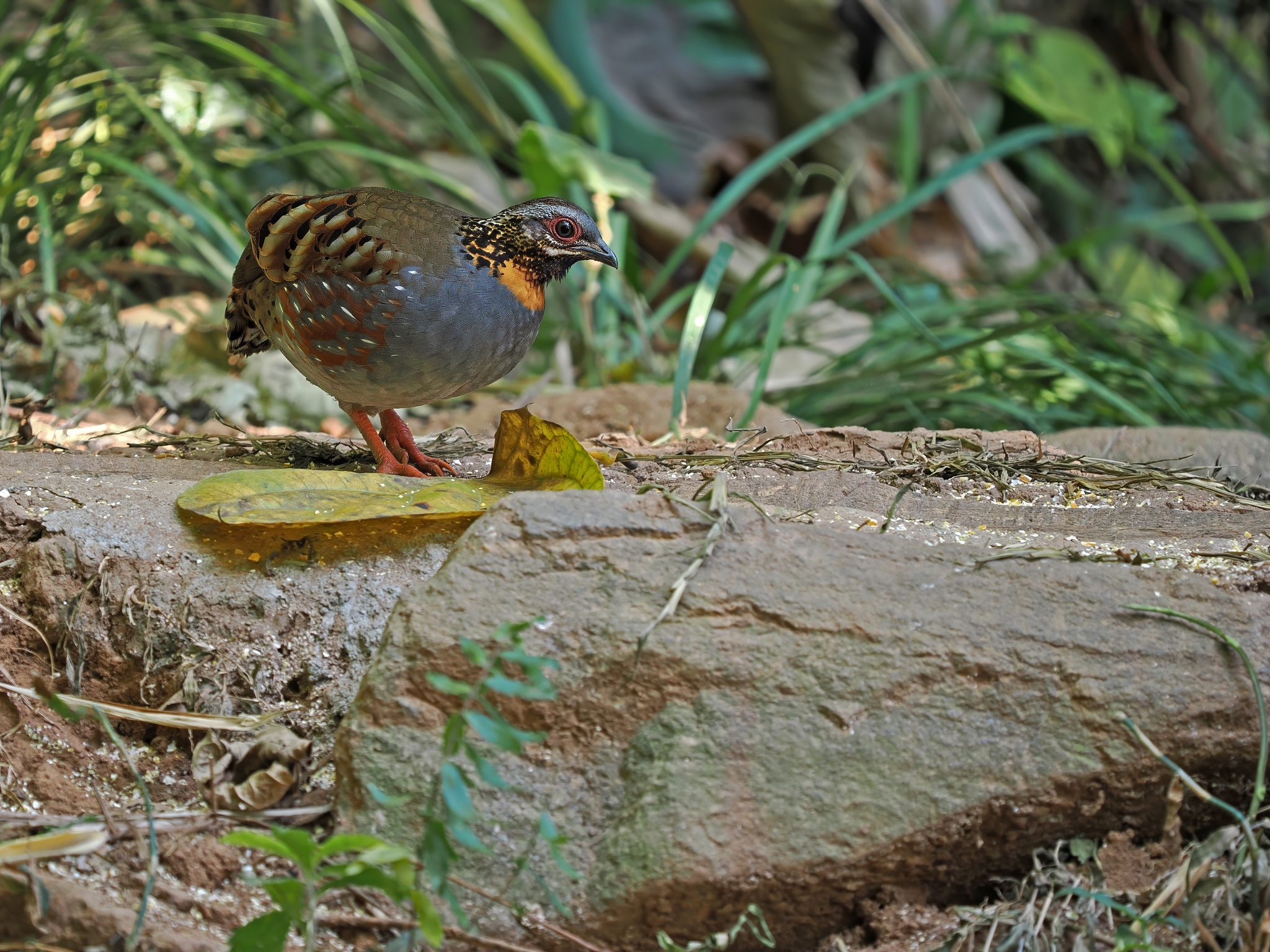 Rufous-throated Partridge