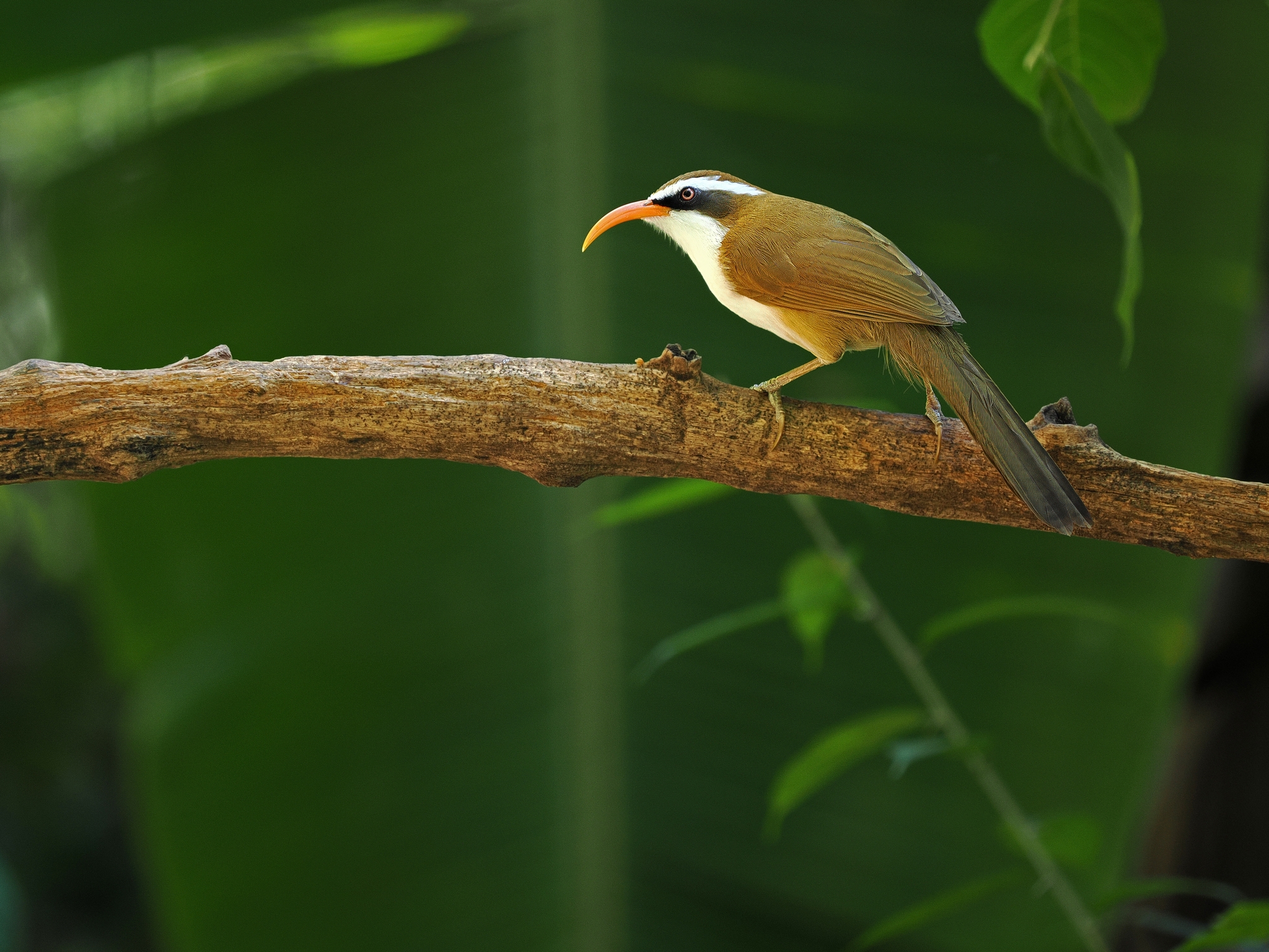 Red-billed Scimitar Babbler