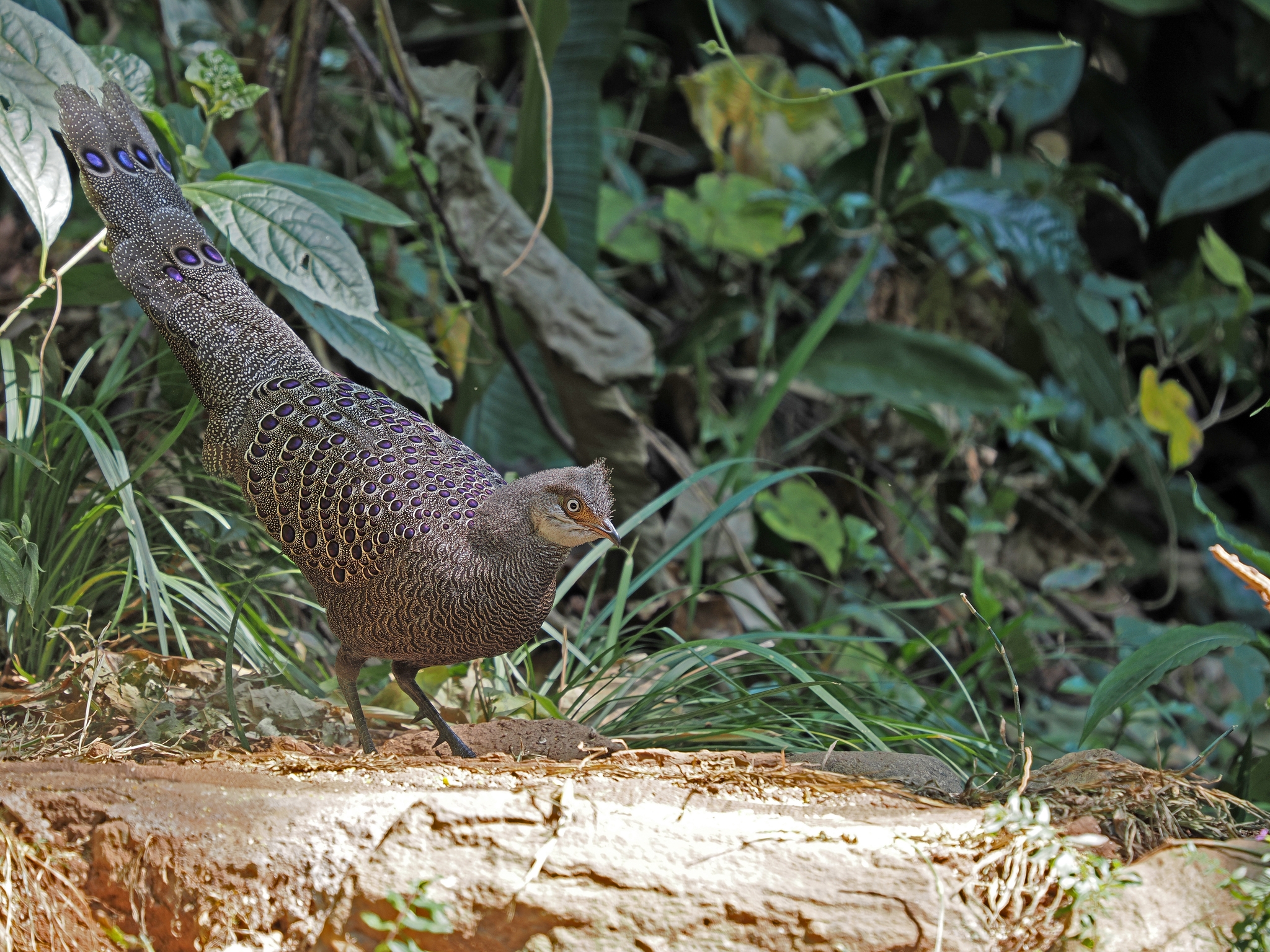 Grey Peacock-Pheasant