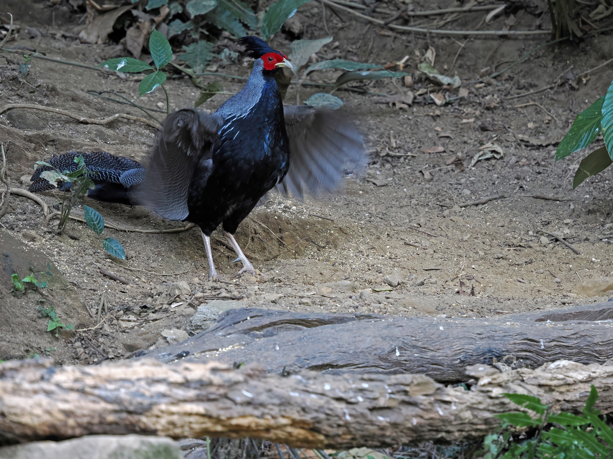 Kalij Pheasant